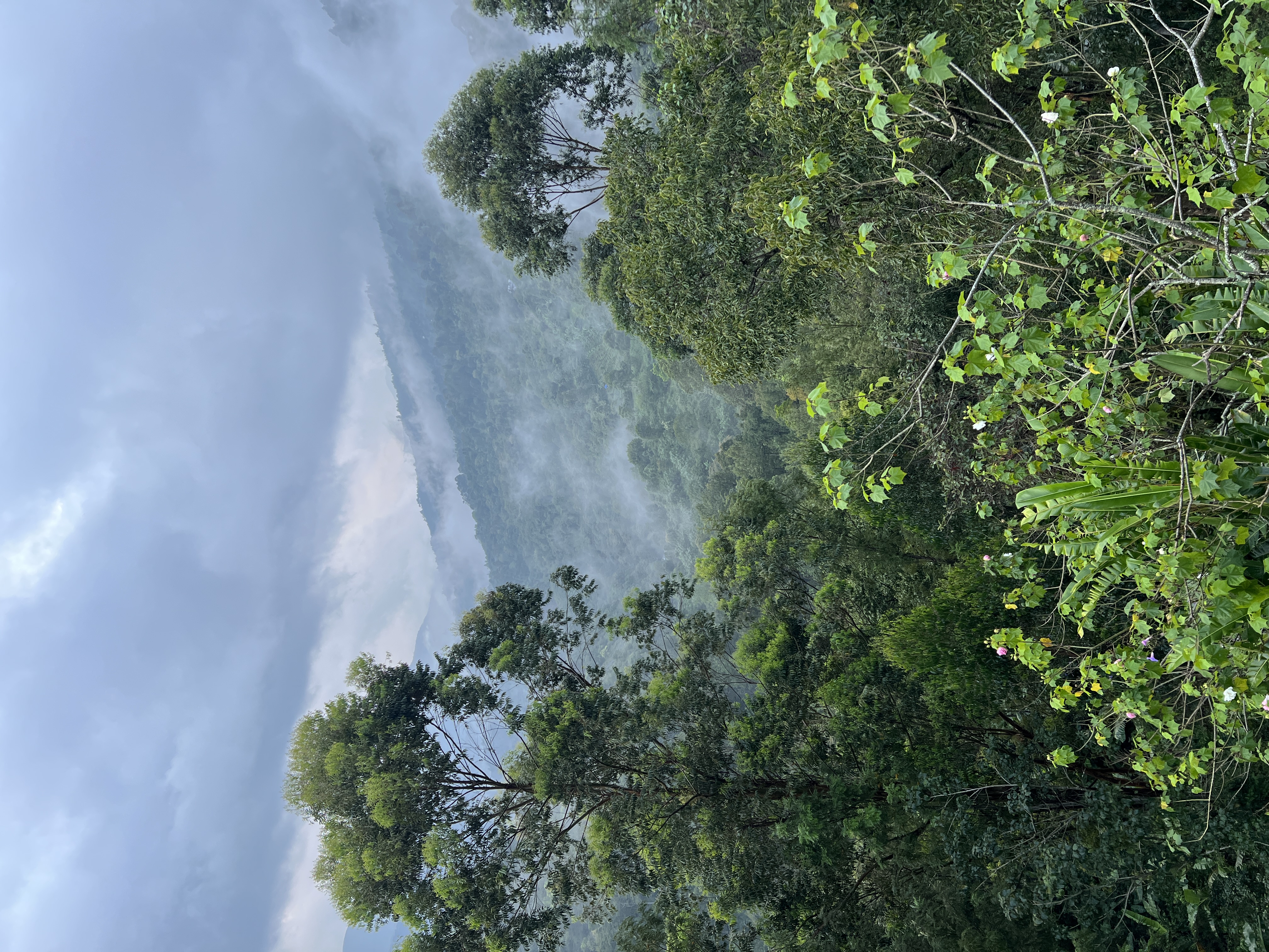 Forest canopy with morning mist